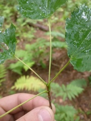 Acer rubrum