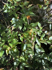 Fagus hayatae
