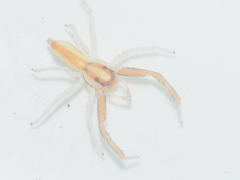Epocilla calcarata