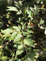 Fagus hayatae