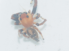 Thyene imperialis