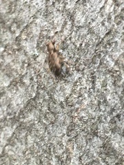 Asaphidion curtum