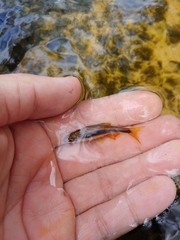 Pteronotropis merlini