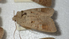 Ammoconia caecimacula