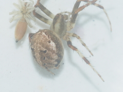 Neoscona nautica