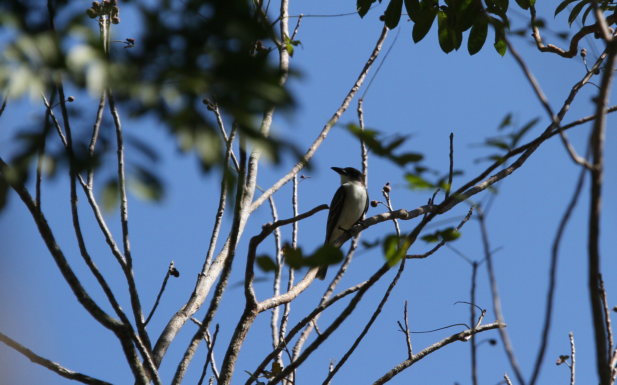 Giant Kingbird (Tyrannus cubensis), photo 9