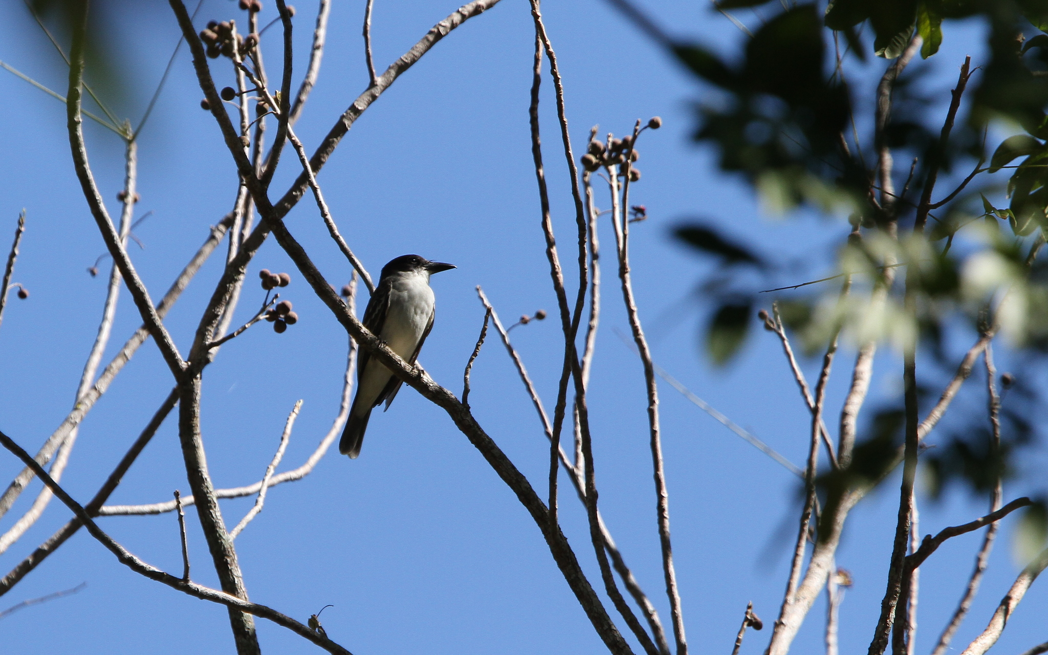 Giant Kingbird (Tyrannus cubensis), photo 10