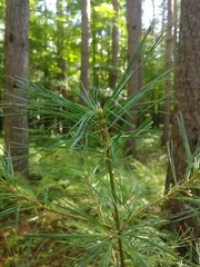 Pinus strobus