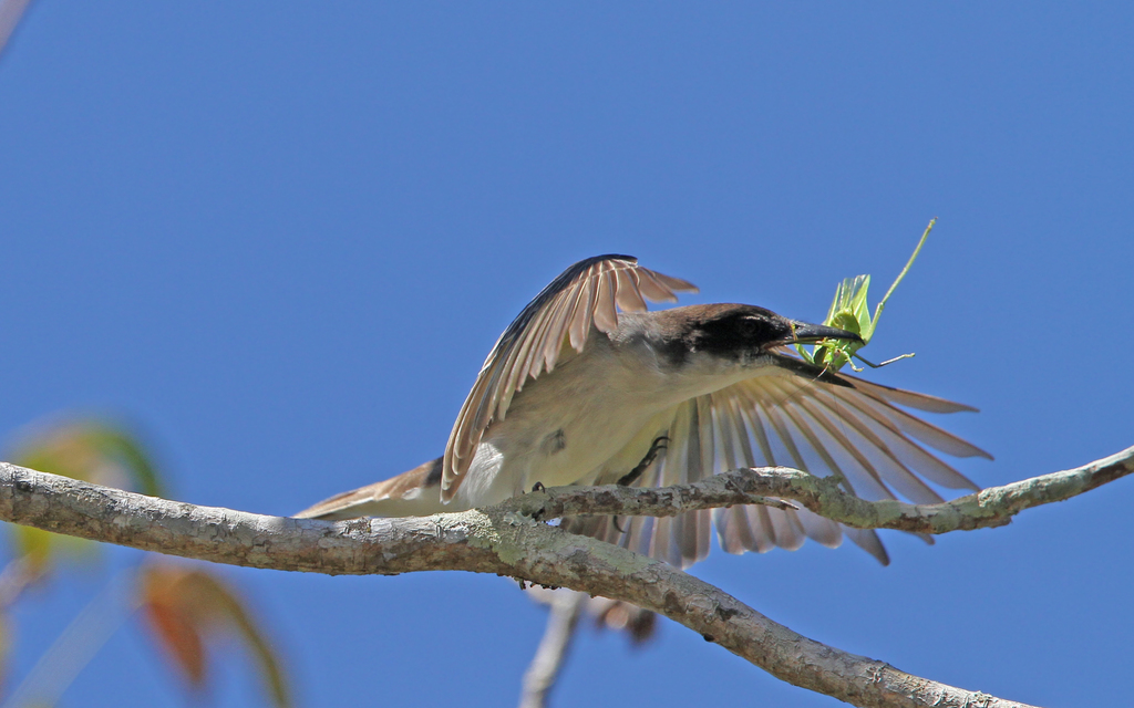 Giant Kingbird