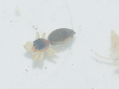 Cosmophasis thalassina