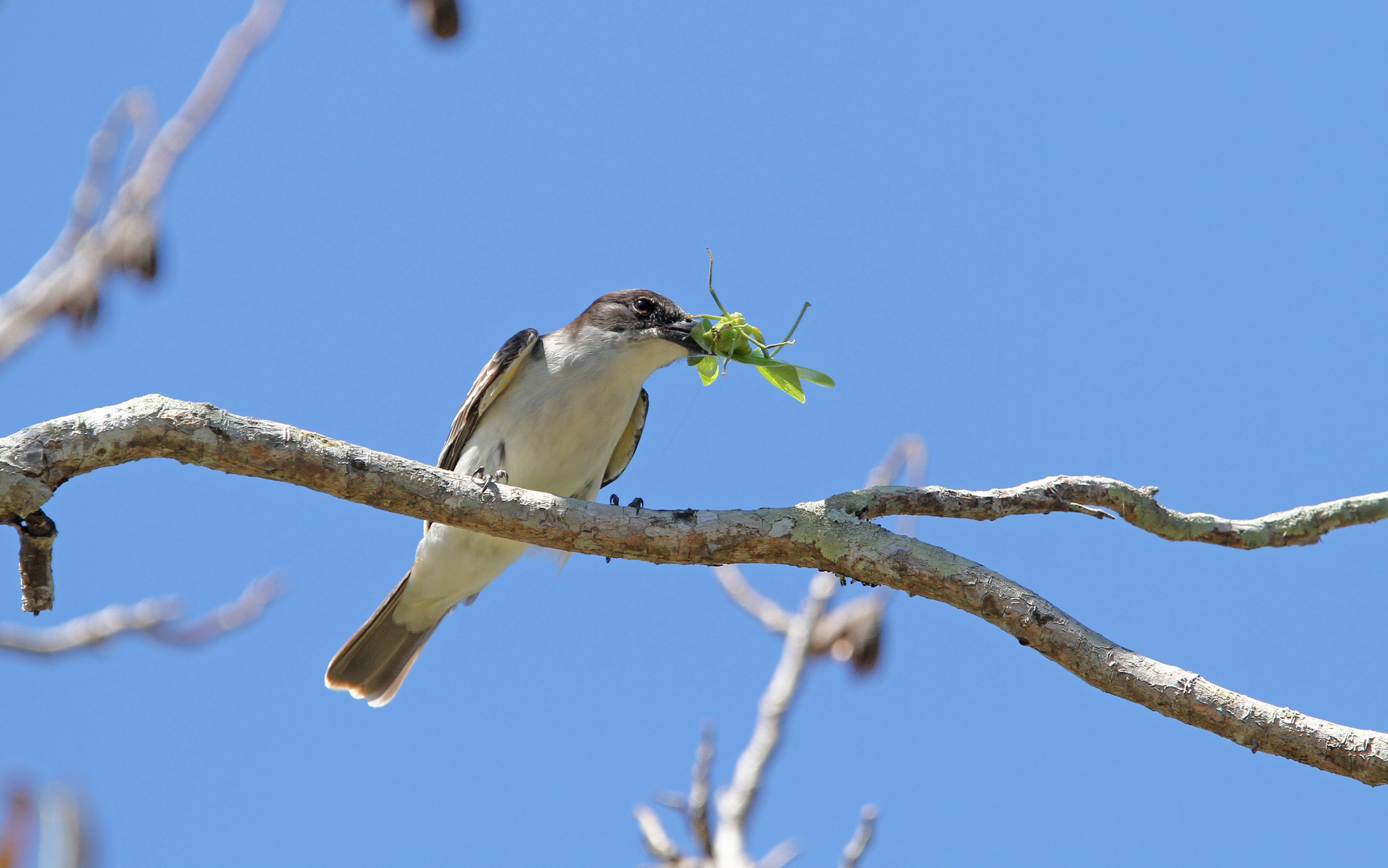 Giant Kingbird (Tyrannus cubensis), photo 7