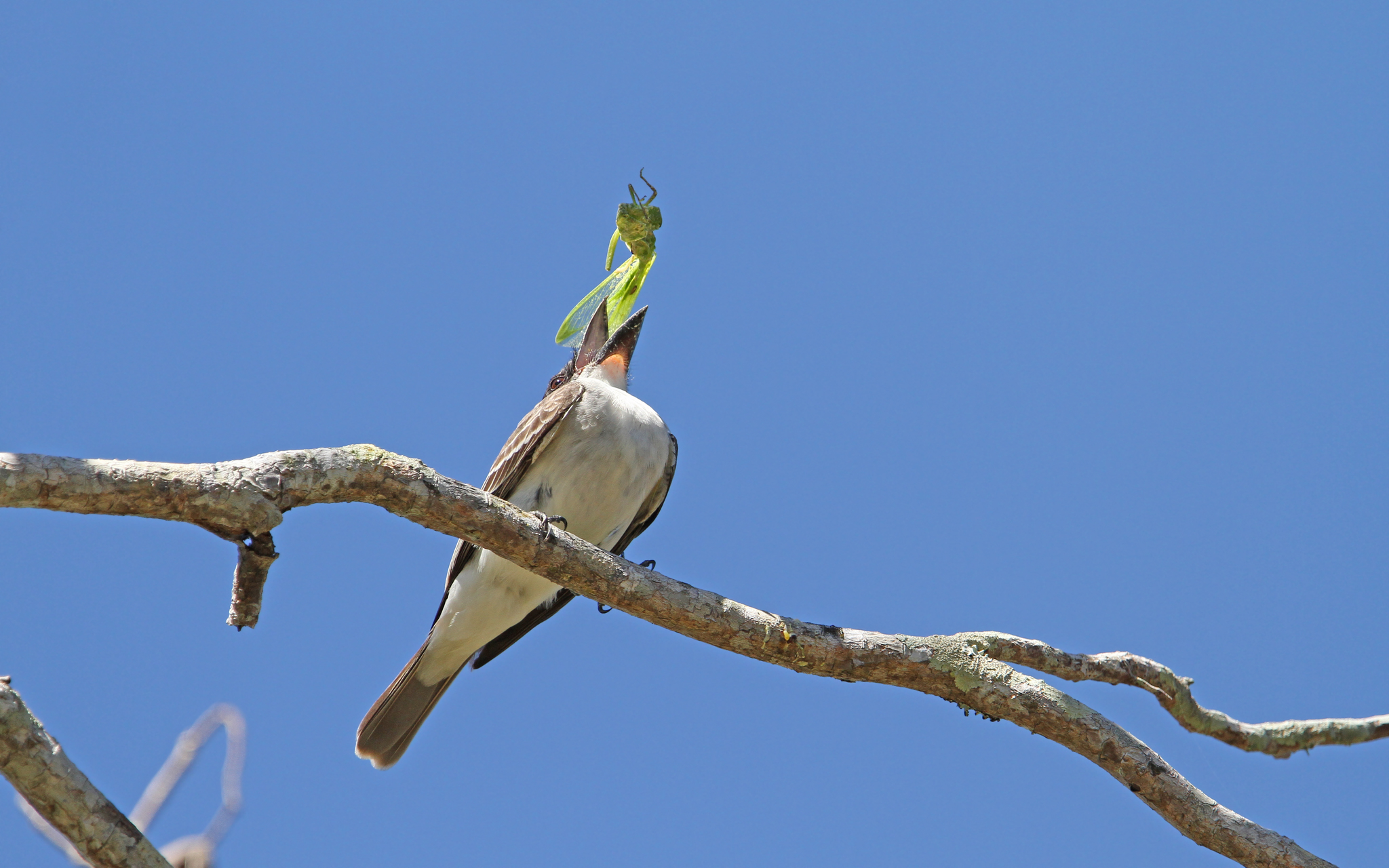 Giant Kingbird (Tyrannus cubensis), photo 8