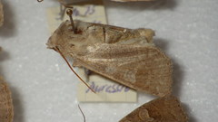 Ammoconia caecimacula