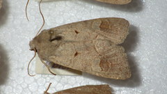 Ammoconia caecimacula