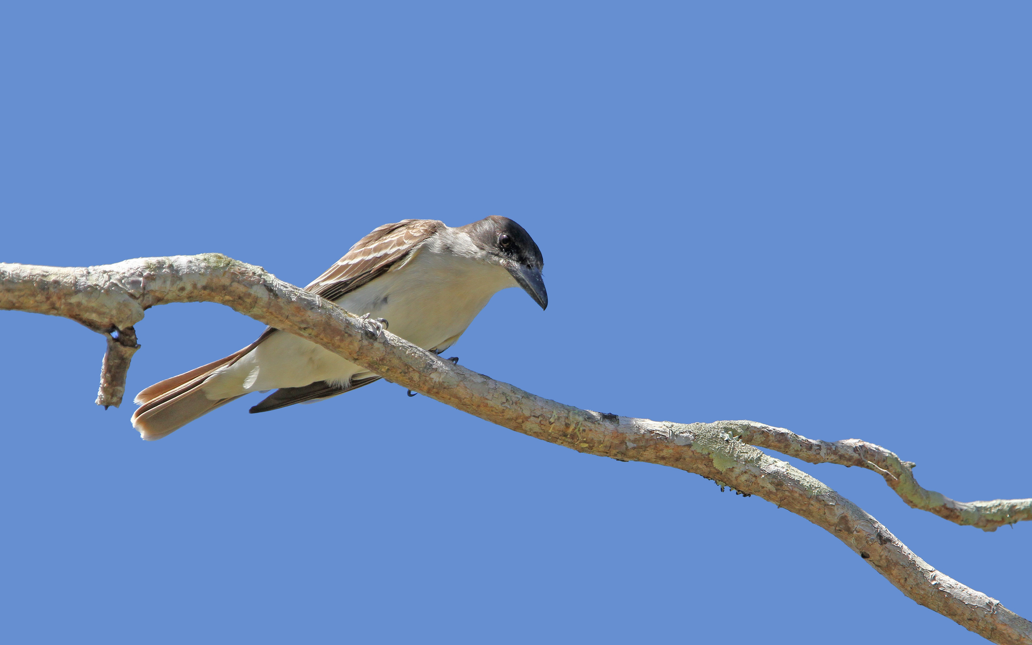 Giant Kingbird (Tyrannus cubensis), photo 6
