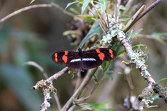 Heliconius telesiphe