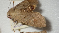 Ammoconia caecimacula