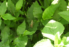 Phlaeoba antennata