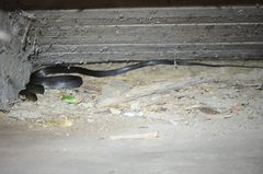 Coelognathus flavolineatus