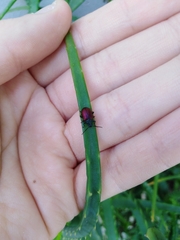 Freudeita cupripennis
