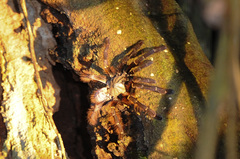 Ornithoctoninae