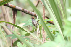 Picumnus albosquamatus