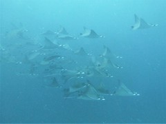 Mobula kuhlii