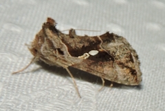 Chrysodeixis subsidens