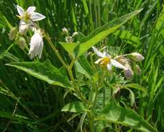 Solanum carolinense carolinense