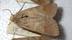 Ammoconia caecimacula