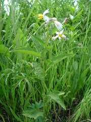 Solanum carolinense carolinense