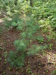 Pinus strobus