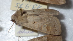 Ammoconia caecimacula