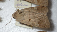 Ammoconia caecimacula