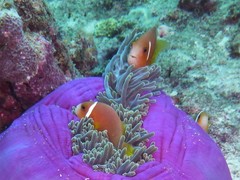 Amphiprion nigripes