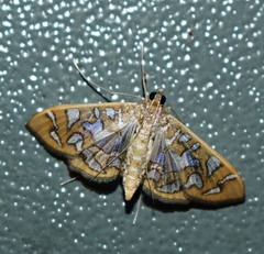 Nausinoe