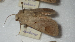 Ammoconia caecimacula