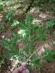 Abies balsamea