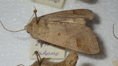 Ammoconia caecimacula