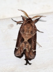 Clostera costicomma