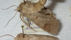 Ammoconia caecimacula