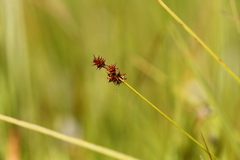 Carex echinata echinata
