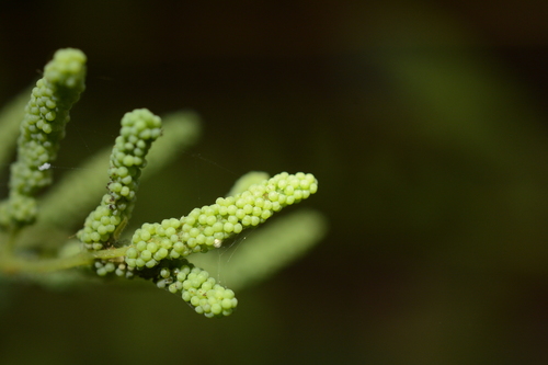 Image of Southern Royal Fern (Osmunda acuta) by (c) Siddarth Machado, some rights reserved (CC BY)