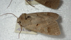 Ammoconia caecimacula