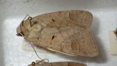 Ammoconia caecimacula