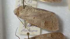 Ammoconia caecimacula