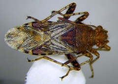 Rhopalus subrufus