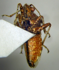 Rhopalus subrufus