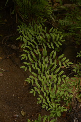 Image of Osmunda acuta by (c) Siddarth Machado, some rights reserved (CC BY)