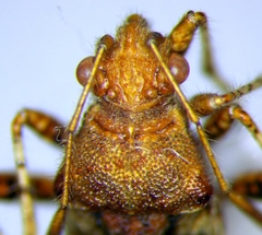 Rhopalus subrufus